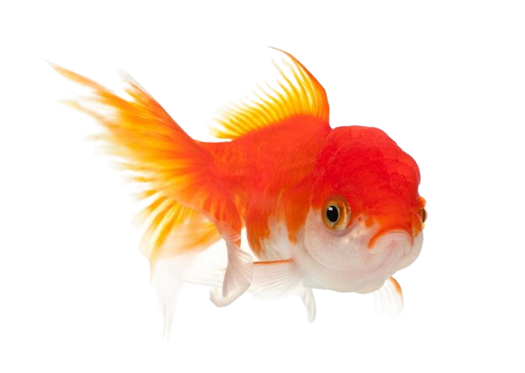 Peixes